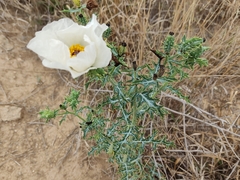 Argemone albiflora