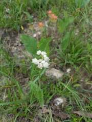 Parthenium hispidum