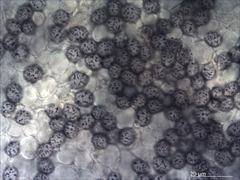 Russula parvisaxoides