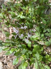 Valeriana arizonica
