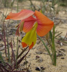 Gladiolus speciosus
