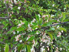 Prunus fruticosa