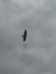 Caracara plancus cheriway