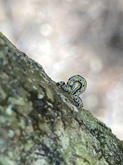 Episemasia