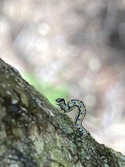 Episemasia