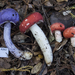 Russula kermesina - Photo (c) Jerry Cooper, some rights reserved (CC BY), uploaded by Jerry Cooper