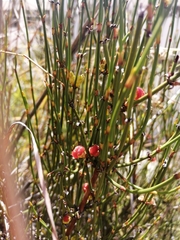 Ephedra americana