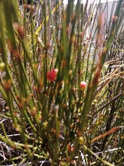 Ephedra americana