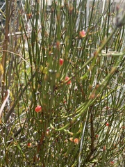 Ephedra americana