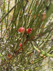 Ephedra americana