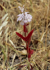 Collinsia tinctoria