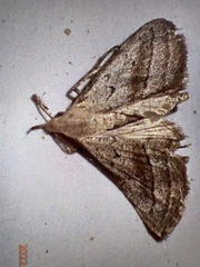 Macrochilo hypocritalis