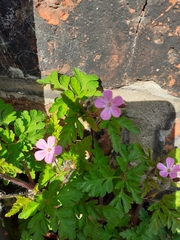Geranium robertianum