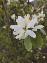 Amelanchier cusickii