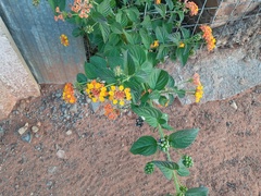 Lantana camara