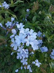 Plumbago auriculata