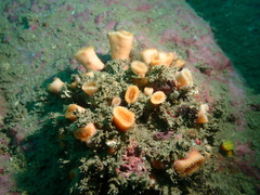 Cladopsammia eguchii