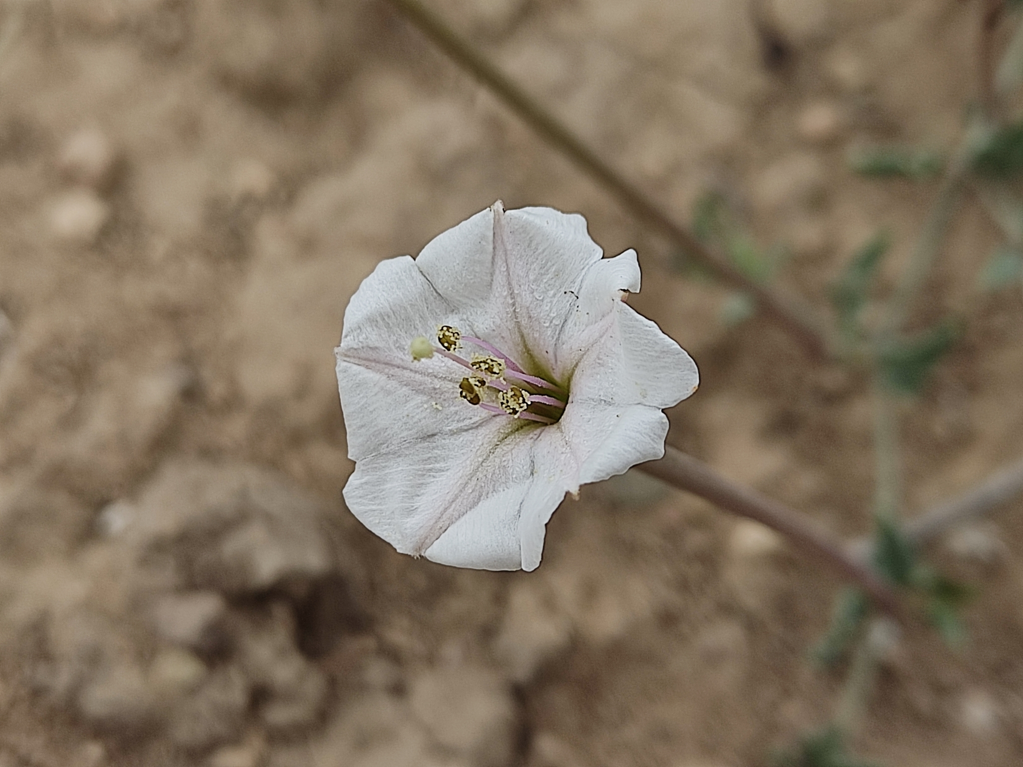 Acleisanthes