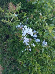 Plumbago auriculata