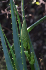 Aloe mutabilis