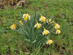 Narcissus pseudonarcissus pseudonarcissus