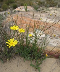 Osteospermum bidens