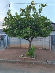 Magnoliopsida