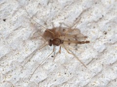 Polypedilum scalaenum