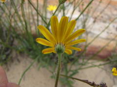 Osteospermum bidens
