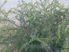 Vachellia tortilis