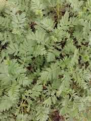 Sibbaldianthe orientalis