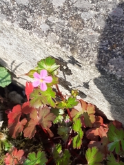 Geranium lucidum