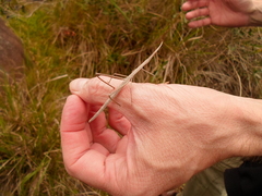 Tetanorhynchini