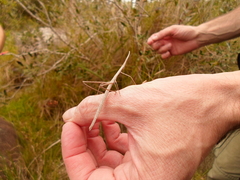 Tetanorhynchini