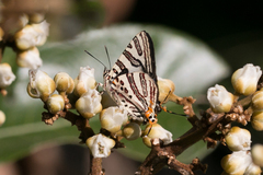 Cigaritis natalensis