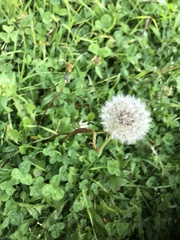 Taraxacum officinale