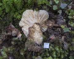 Lactifluus sepiaceus