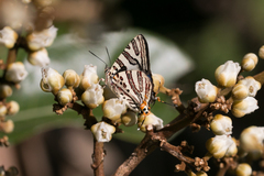 Cigaritis natalensis