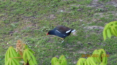 Gallinula chloropus