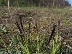 Carex ericetorum
