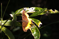 Eurytela dryope