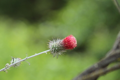 Cirsium occidentale