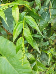 Ichnanthus pallens