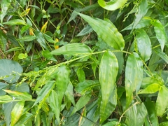 Ichnanthus pallens