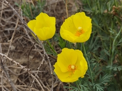 Hunnemannia fumariifolia