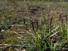 Carex ericetorum