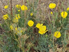 Hunnemannia fumariifolia