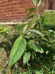 Buddleja davidii