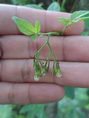 Solanum appendiculatum