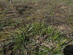 Carex ericetorum